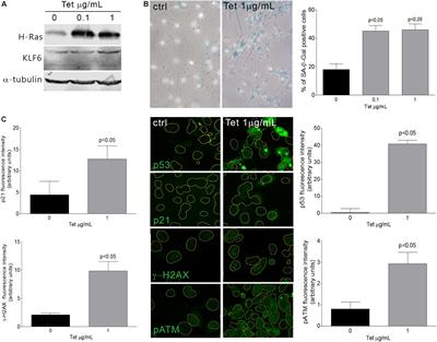 Krüppel-Like Factor 6 Is Required for Oxidative and Oncogene-Induced Cellular Senescence